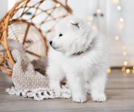 BC Tierfotografie