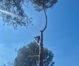 Sannier David Espaces Verts image 18