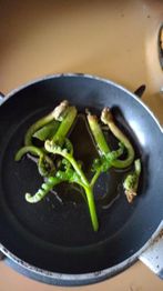 Vita'flore Naturopathe