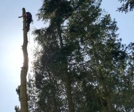 TC-Gartenbau Bild 10