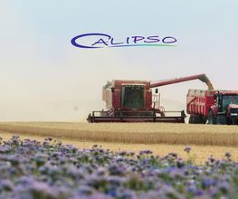 Calipso image 4