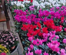 hollenstein blumengarten ag-Blumenshop-Gärtnerei-Gartenbau-Unterhalt-Grabpflege Bild 14