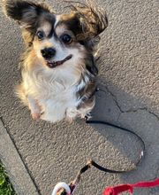 Hundeschule Thea Grothe Bild 2