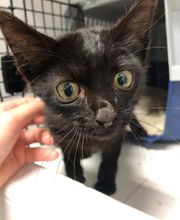 Veterinario Vet Sur Armeñime imagen 5