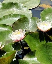 Bestattungen Stalder GmbH Bild 6