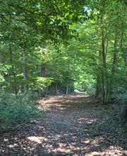 FriedWald Gronenburg Bild 1