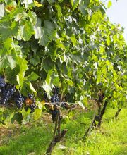 GRANAVIÑA SL imagen 3