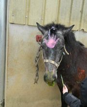 Centre Equestre des Cavalous image 7