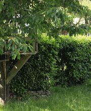 Elztal Gartenbau Bild 43