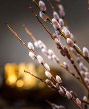 Blumensaison Bild 12