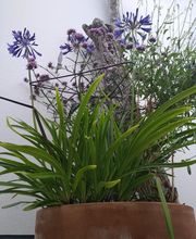 Jardins d'Ile image 6