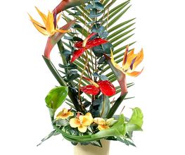 Fleuriste la Roseraie Nice Bild 9