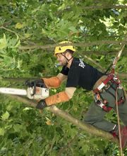 Debarre Elagage image 1