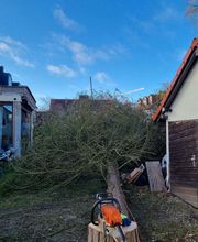 Urban Münchner Baumpflege GmbH Bild 18