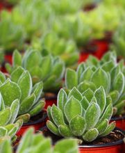 Gärtnerei Schlegel Hinterholz Bild 5