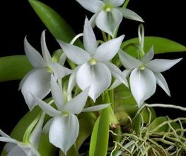 Orchidable di Andrea Martina Bild 13