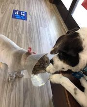 Country Hills Veterinary Hospital: Greene Mark DVM image 2