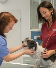 Tierarztpraxis Oppenheim Bild 7