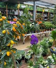 HORNBACH Gartencenter Görlitz Bild 3