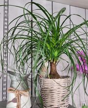 Fleurs Du Chateau image 13