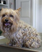 Hundesalon Dany Bild 8