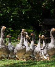 TERRES DU PERIGORD SA image 4