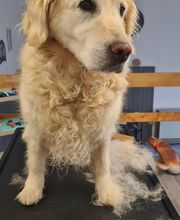 Hundesalon Engstingen Bild 10