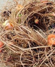 Mona's Flower Marrow e.K. Bild 6