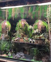 Soleil Et Tournesol image 4