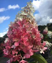 Baumschulen Eilers GbR Bild 10