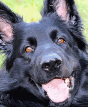 Zois Hundeschule Bild 2