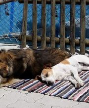 Hundeschule Zürioberland Bild 2