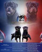 Elevage Des Princes De L'albinol image 7