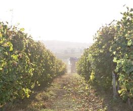 DOMAINE DE LAXE image 2