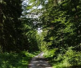 FriedWald Hegau Bild 2