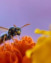 Hornissen- und Wespenbekämpfung - Mr. Motte - Schädlingsbekämpfung - Hamburg
