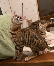 Chatterie Panthera du Maquis image 1