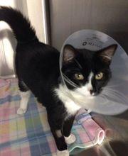 Pooler Veterinary Hospital image 10