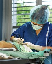 Dr. med. vet. Frey Artur Bild 6