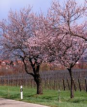 Weingut Scherr Bild 4