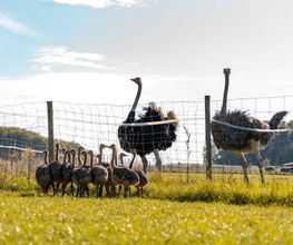 unsere ehemalige Straußenfarm