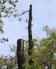 Renard Dianni image 9