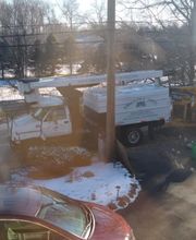 Friendly Tree Professionals image 3