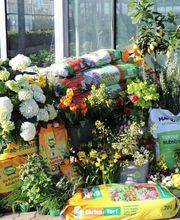 Blumen Metzler Bild 3