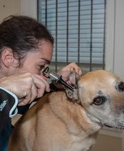 CLINIQUE VETERINAIRE DE LA VALLEE image 16