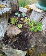 Vert & Beau image 17