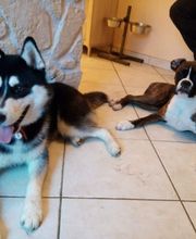 Antho Educanine image 1