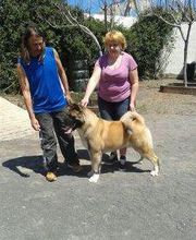 Residencia canina Tarazona imagen 16