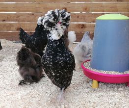 Gamm Vert Marans image 11
