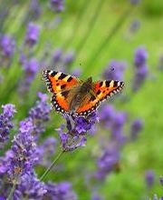 Son Digo - Tierkommunikation und energetische Heilarbeit Bild 8